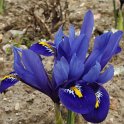 Iris reticulata 'Harmony'